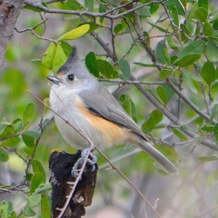 Baeolophus bicolor × atricristatus
