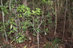 Wikstroemia oahuensis