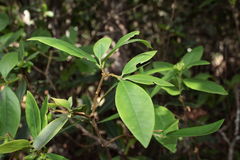 Wikstroemia oahuensis