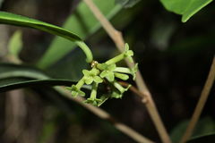 Wikstroemia oahuensis
