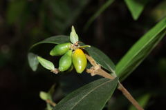Wikstroemia oahuensis