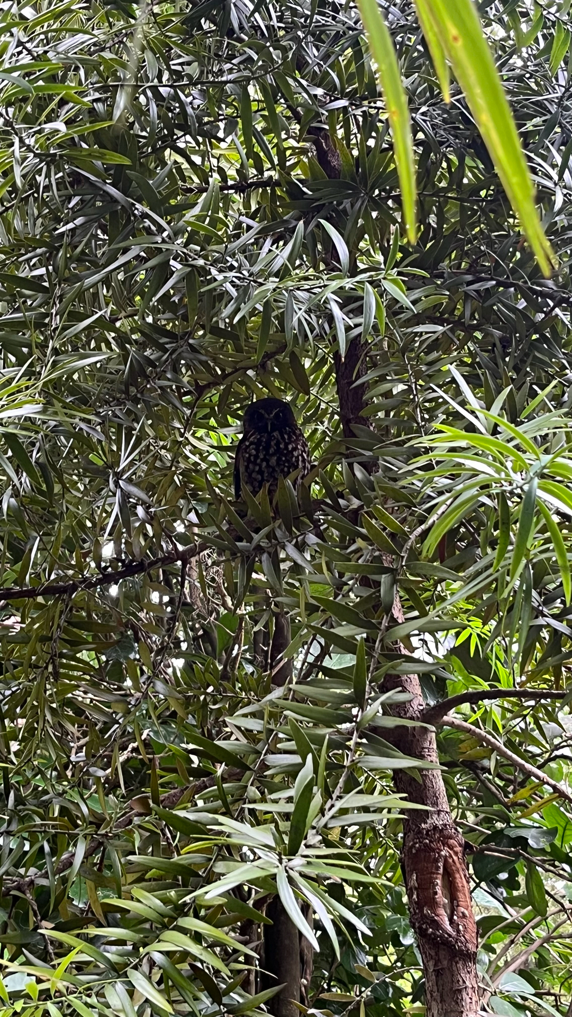 Morepork (Ninox novaeseelandiae), photo 4