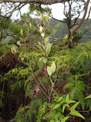 Wikstroemia oahuensis