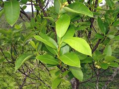 Wikstroemia oahuensis