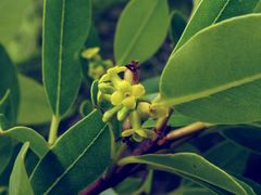 Wikstroemia oahuensis
