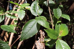 Wikstroemia sandwicensis