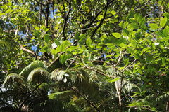 Wikstroemia sandwicensis