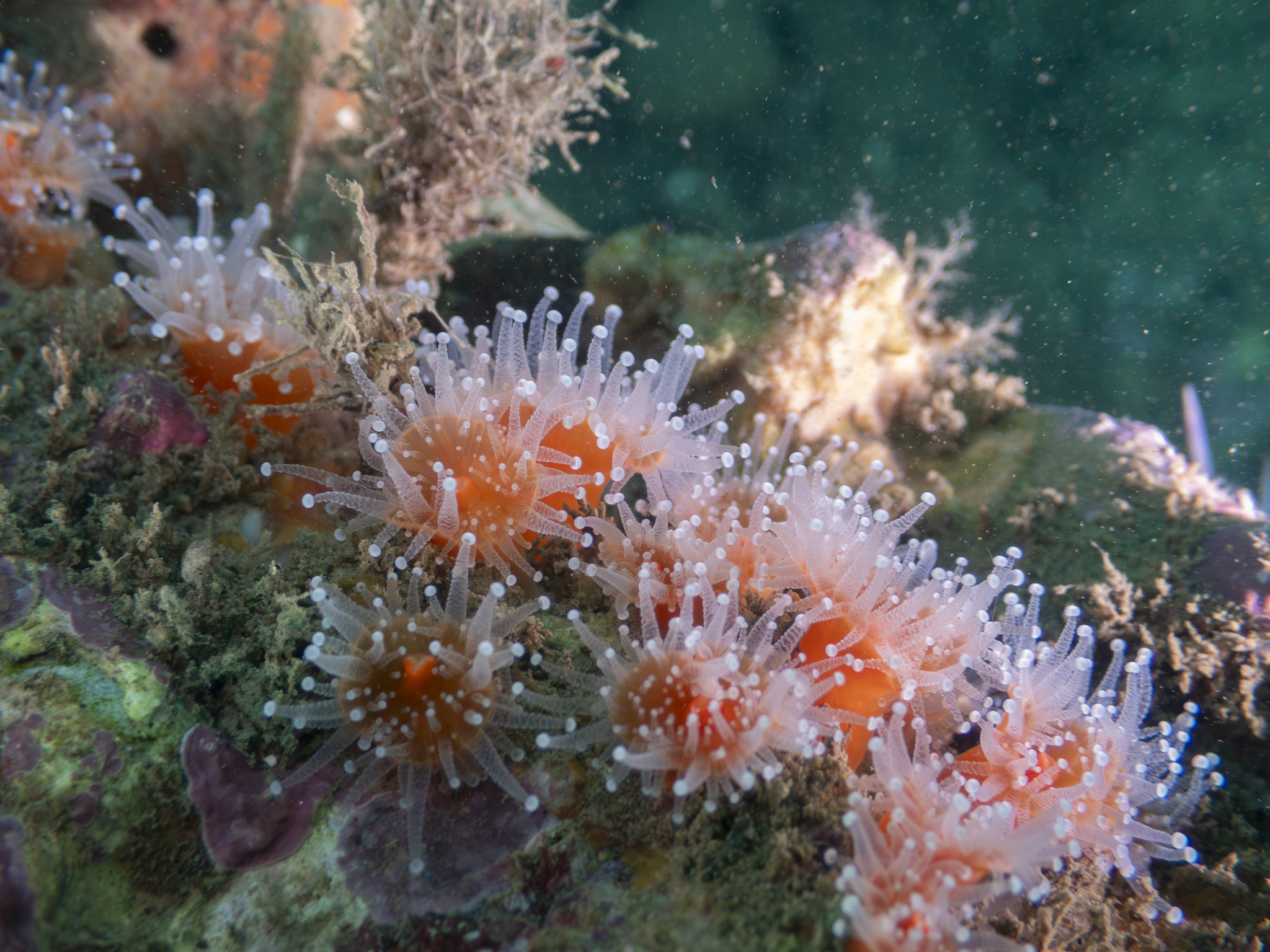Corynactis californica Carlgren, 1936
