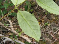 Wikstroemia sandwicensis