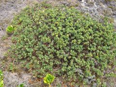 Wikstroemia uva-ursi