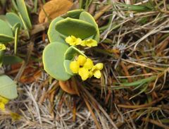 Wikstroemia uva-ursi