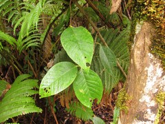 Wikstroemia sandwicensis