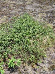 Wikstroemia uva-ursi