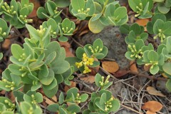 Wikstroemia uva-ursi