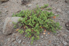 Wikstroemia uva-ursi