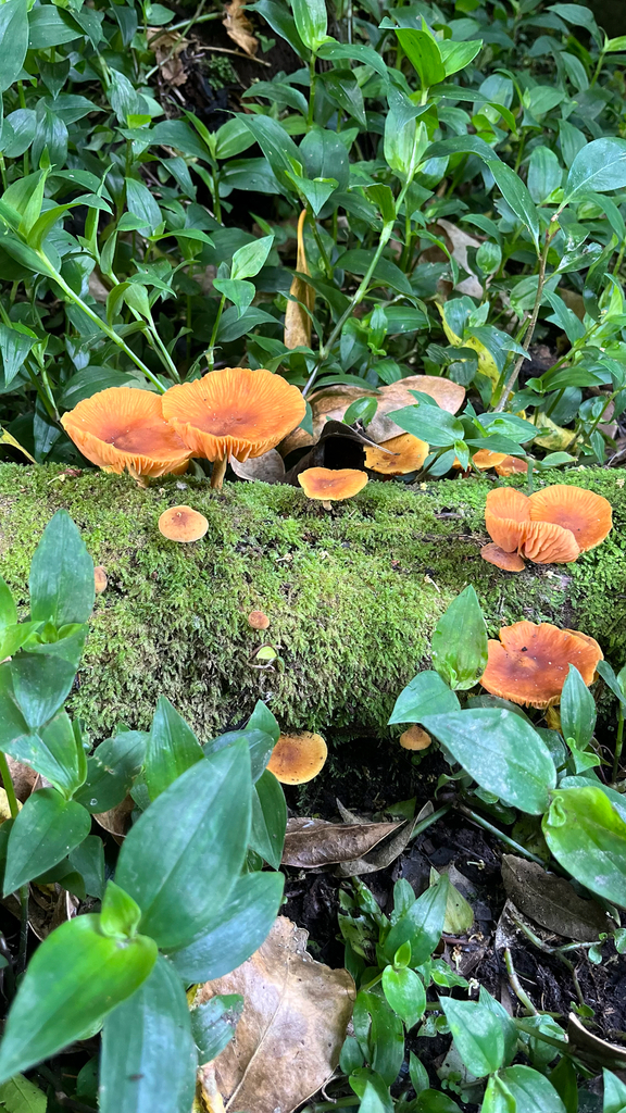 Heimiomyces velutipes · December 2025 · photo: © parkecology (iNaturalist, cc-by)