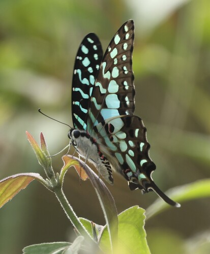 Large Striped Swordtail
