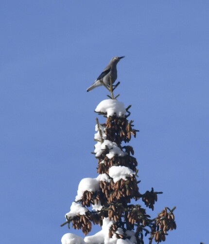 Clark's Nutcracker (Nucifraga columbiana), photo 4