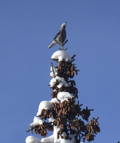 Clark's Nutcracker (Nucifraga columbiana), photo 5