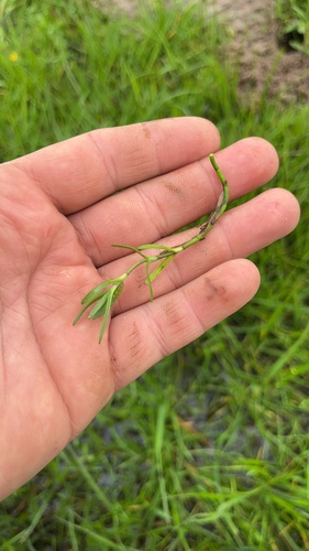 iNaturalist observation photo of blinks