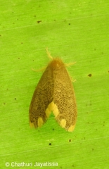 Orvasca