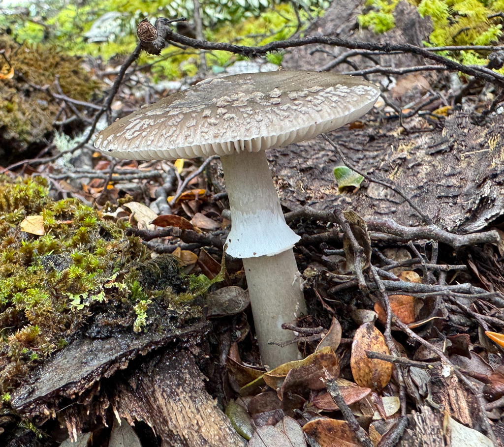 Amanita nothofagi · January 2026 · photo: © frankashwood (iNaturalist, cc-by)