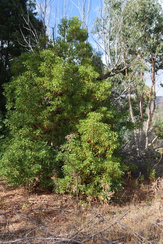 Cinnamomum camphora