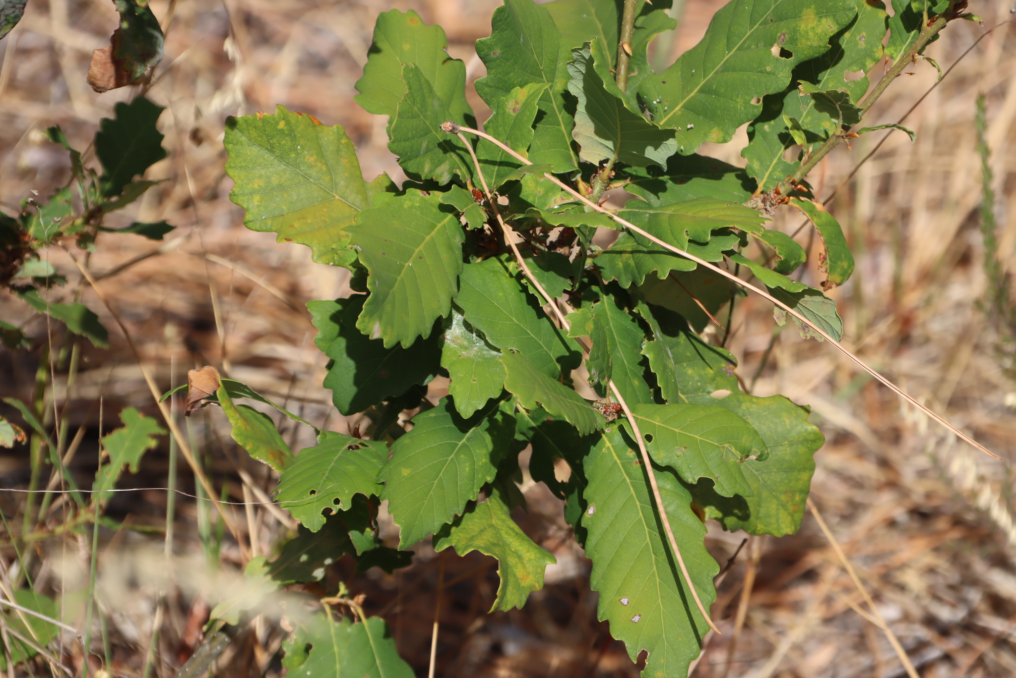 Andalusian oak