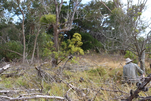 Cinnamomum camphora