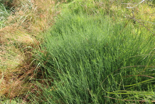 Largestipule Fountainbush (Psoralea fascicularis)