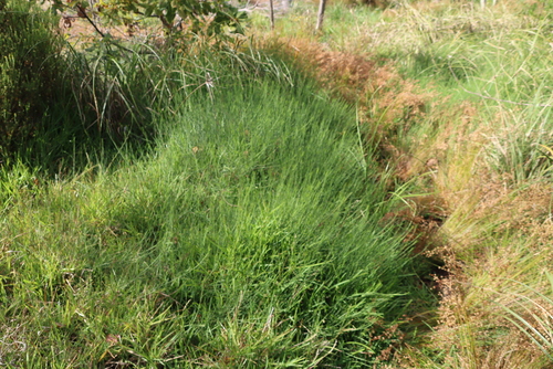 Psoralea fascicularis, photograph 1