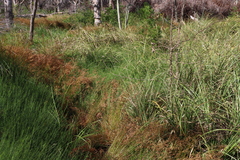 Psoralea fascicularis, photograph (c) Tony Rebelo, some rights reserved (CC BY-SA)