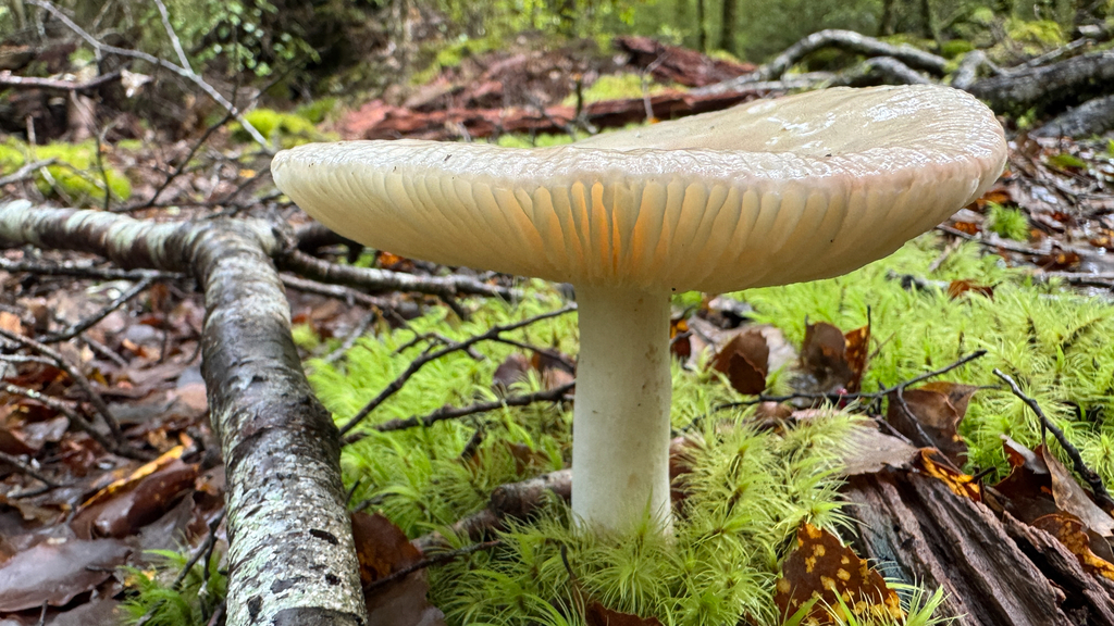 Russula purpureotincta · January 2026 · photo: © frankashwood (iNaturalist, cc-by)