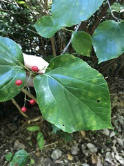 Viburnum japonicum, photograph author not stated, no rights reserved