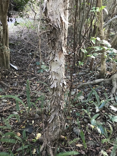 Shiny Xylosma (Xylosma congesta)
