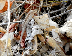 Anolis nebulosus
