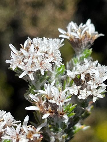 Straight Blombush (Metalasia strictifolia)