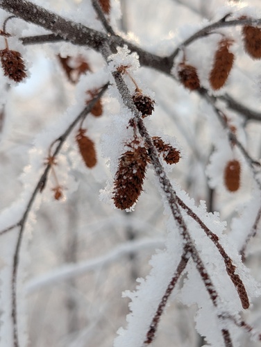 Water birch