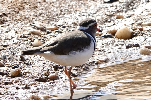 iNaturalist: (c) felidae65, some rights reserved (CC BY-NC), uploaded by felidae65 iNaturalist image