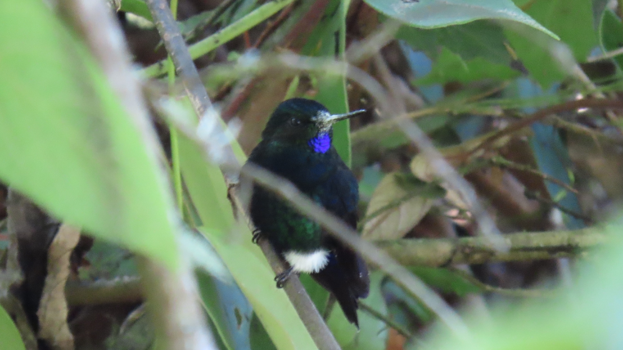 Black-breasted Puffleg (Eriocnemis nigrivestis), photo 1