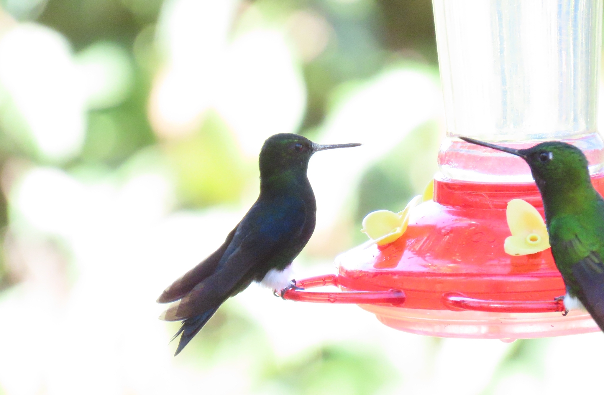 Black-breasted Puffleg (Eriocnemis nigrivestis), photo 2