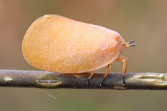 Flatida