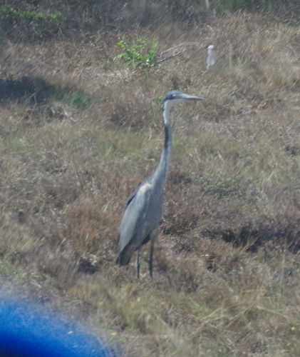 iNaturalist: (c) Craig Peter, some rights reserved (CC BY-NC), uploaded by Craig Peter iNaturalist image