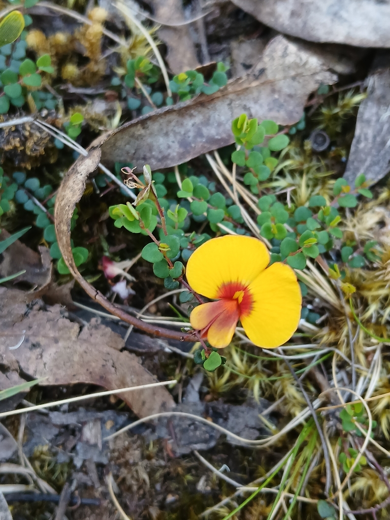 wiry bossiaea