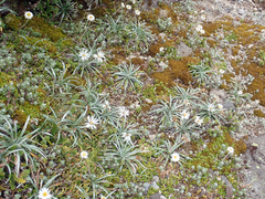 Celmisia major brevis