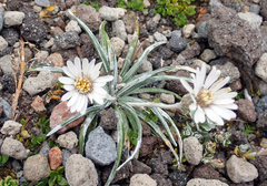 Celmisia major brevis