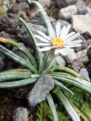 Celmisia major brevis