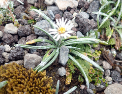 Celmisia major brevis