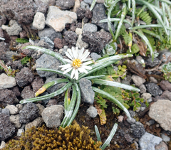 Celmisia major brevis