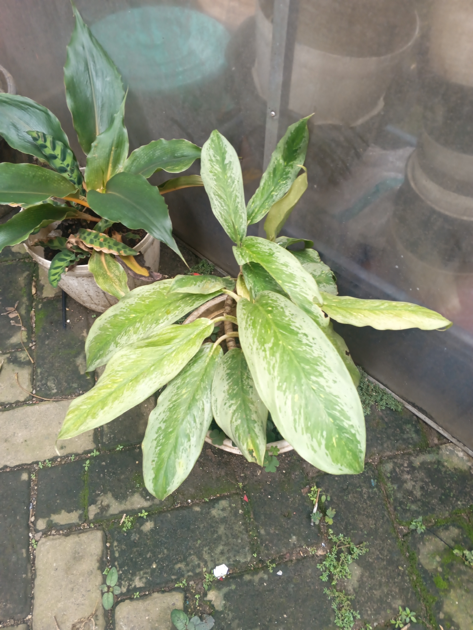Aglaonema foliage on a water-grown plant